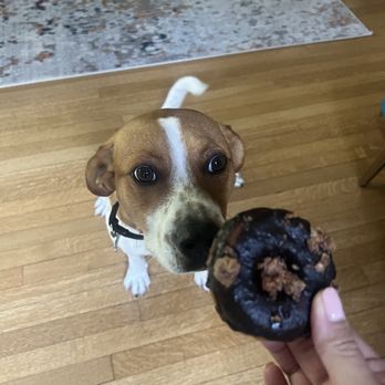 Donut Monster Third Ward - Doggy doughnut - A brown and white dog with expressive eyes is looking at a person holding a chocolate donut with toppings. The dog is indoors on a wooden floor, with a patterned rug and a piece of furniture visible in the background. - Donuts Near Me - Milwaukee, Wisconsin