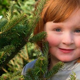 Christmas Trees