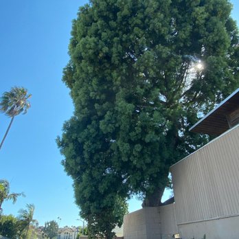 Two Guys Tree Service - Tree that was removed - Tree Services Near Me Two Guys Tree Service - Tree that was removed - Tree Services Near Me