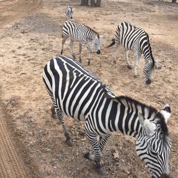 Sharkarosa Wildlife Ranch - Attraction Farms Near Me - Pilot Point, Texas Sharkarosa Wildlife Ranch - Attraction Farms Near Me - Pilot Point, Texas