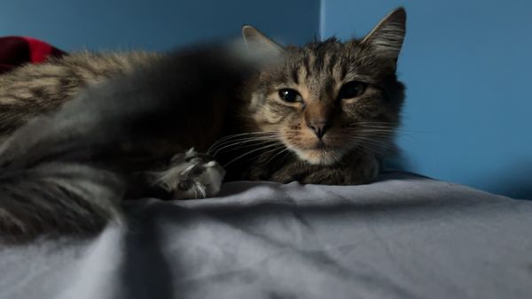 PAWS Chicago by null