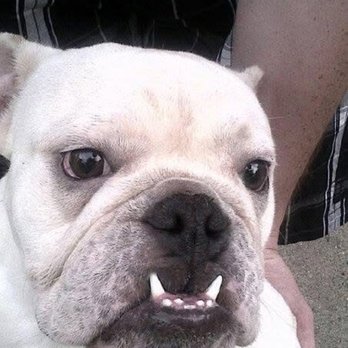 Doerr Animal Clinic - Baby Jack - Veterinarians Near Me - Louisville, Kentucky