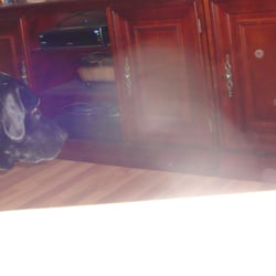 Ghosten Trinity - Little ghost boy and our dog.