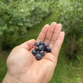 The Blueberry Treehouse Farm - Fresh blueberries - Pick Your Own Farms Near Me - West Falls, New York