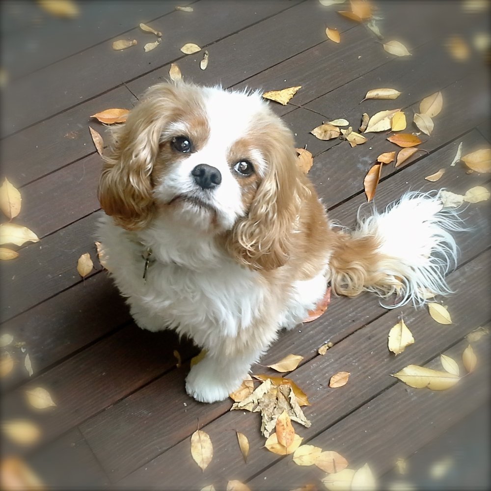 Joyful Pet Care - pet boarding facility in Graham, NC