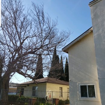 Gabriel's Tree Service - Before - Tree Services Near Me - Los Angeles, California