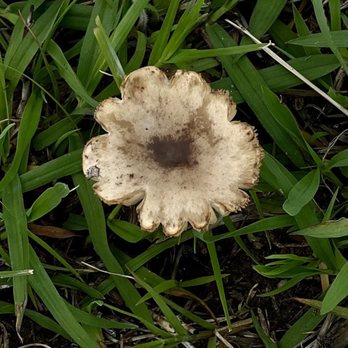 Birch Lake Twin Coves Recreation Area - Wild mushroom - Boating Near Me - Barnsdall, Oklahoma