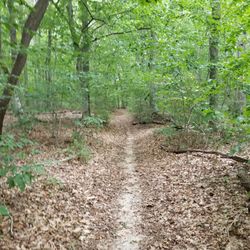 Forest trail