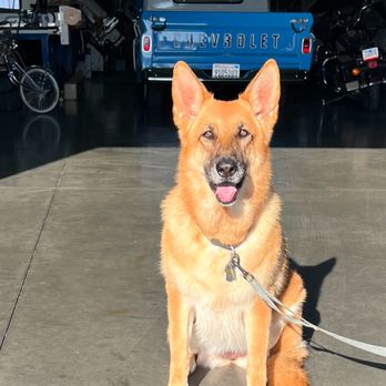 Bigdogsandcats - Chula after her grooming. - Pet Groomers Near Me - Downey, California Bigdogsandcats - Chula after her grooming. - Pet Groomers Near Me - Downey, California