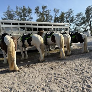CPonies - Horseback Riding Near Me - Bradenton, Florida