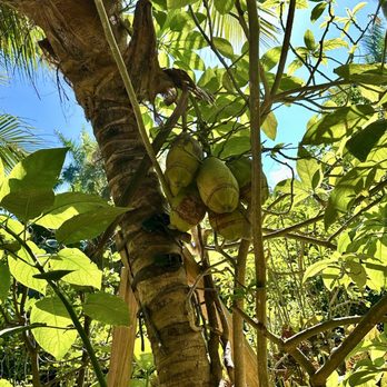 Sunken Gardens - Baby Coconuts - Nurseries & Gardening Near Me - Saint Petersburg, Florida Sunken Gardens - Baby Coconuts - Nurseries & Gardening Near Me - Saint Petersburg, Florida