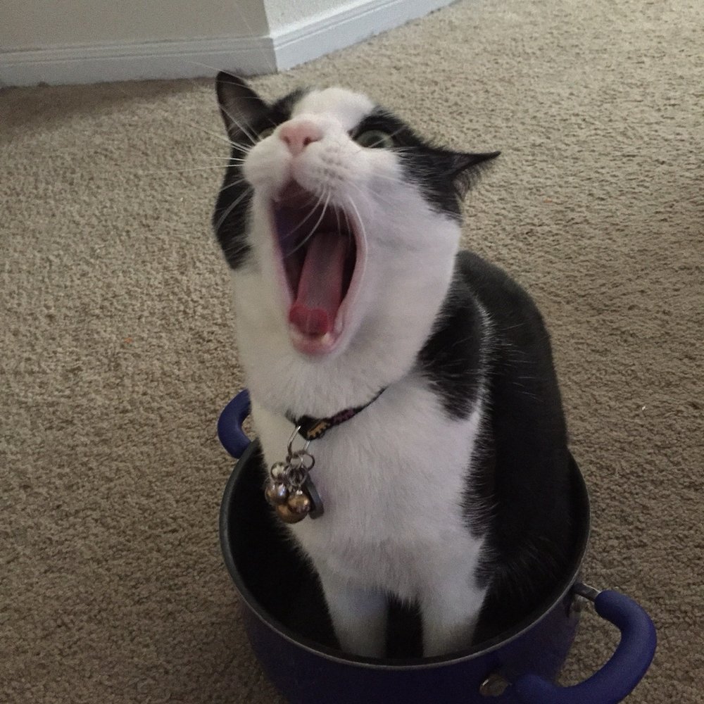 Enchanted Forest Wildlife Rescue (@enchantedforestwildliferescue) ·  Frankfort, KY, image size:1000x1000