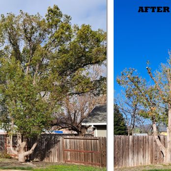 Valley Tree Service - before and after - Tree Services Near Me Valley Tree Service - before and after - Tree Services Near Me