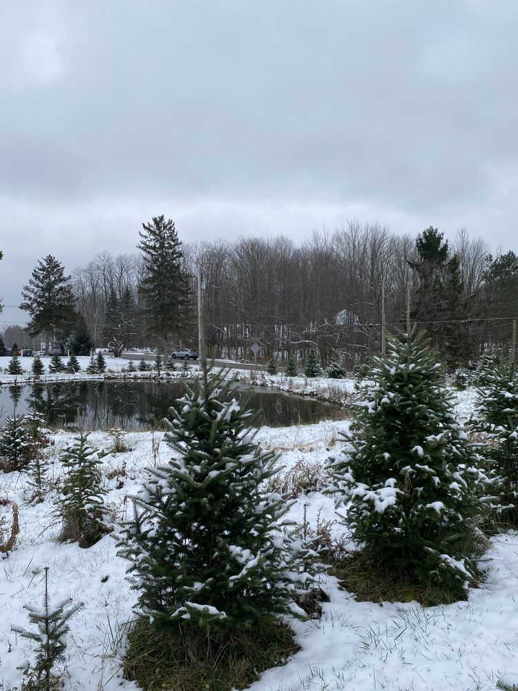 MEDINA CHRISTMAS TREE FARM Updated September 2024 12 Photos 3313