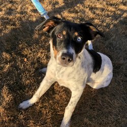 Innocent Paws Puppy Rescue