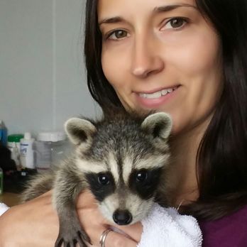 Guyton's Wizard Of Paws - Kourtney Moore and baby racoon - Pet Groomers Near Me - Guyton, Georgia Guyton's Wizard Of Paws - Kourtney Moore and baby racoon - Pet Groomers Near Me - Guyton, Georgia