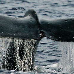 Kohala Tours - Whales in Hawaii on the Big Island
