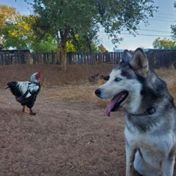 Waggin Ranch