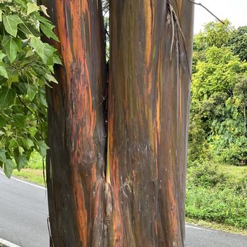 Local Maui Tours - Jan., 16, 2026 - "rainbow" eucalyptus tree - Hiking Near Me Local Maui Tours - Jan., 16, 2026 - "rainbow" eucalyptus tree - Hiking Near Me