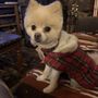 Photo of Kim's Pampered Pets