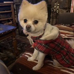 Kim's Pampered Pets - My lil angel In her vest ready for winter