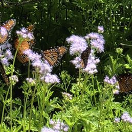 Monarch butterfly garden