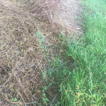 Green Lawns - Poor edging - Landscaping Near Me - Dover, Delaware