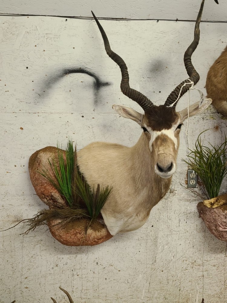 Rhodes Bros Taxidermy and Game Processing - taxidermy in Kerrville, TX