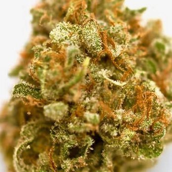 A21 Wellness Dispensary - Kind Tree NJ Gas Man - Cannabis Dispensaries Near Me - Scotch Plains, New Jersey A21 Wellness Dispensary - Kind Tree NJ Gas Man - Cannabis Dispensaries Near Me - Scotch Plains, New Jersey