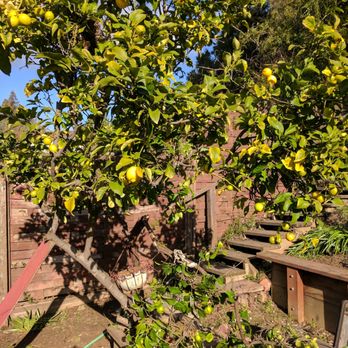 Blue Sky Tree Service - Lemon branch that didn't need any trimming was chopped in half to make room for them w/o them even asking. This morning the branch fell off. - Landscaping Near Me - Hayward, California Blue Sky Tree Service - Lemon branch that didn't need any trimming was chopped in half to make room for them w/o them even asking. This morning the branch fell off. - Landscaping Near Me - Hayward, California