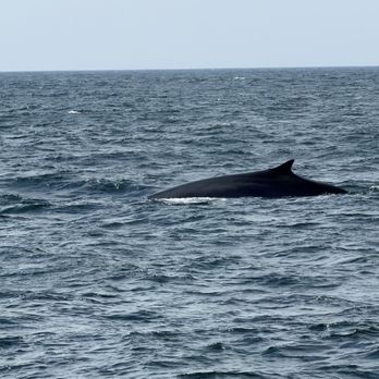 Bar Harbor Whale Watch - Fin whale - Whale Watching Tours Near Me - Bar Harbor, Maine