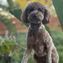 Photo of Pimp My Pooch Pet Spa