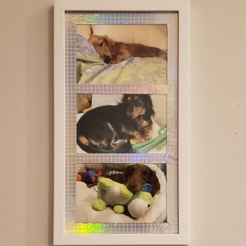 Walgreens - Online ordered prints of my dachsunds from Walgreens Photo lab - Drugstores Near Me - Austin, Texas