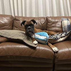 La Plata County Humane Society & Thrift Store - Athena snuggling her new cake toy and making herself at home. This is the first night being in her new home.