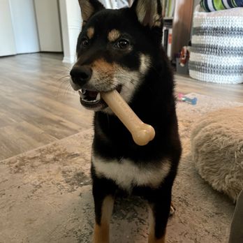 Morningstar River Shibas - Bella @ 8-months! - Pet Services Near Me