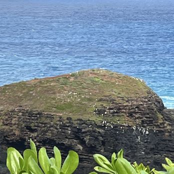 Kilauea Point - View from the top of the refuge - Wildlife Control Near Me - Kilauea, Hawaii Kilauea Point - View from the top of the refuge - Wildlife Control Near Me - Kilauea, Hawaii