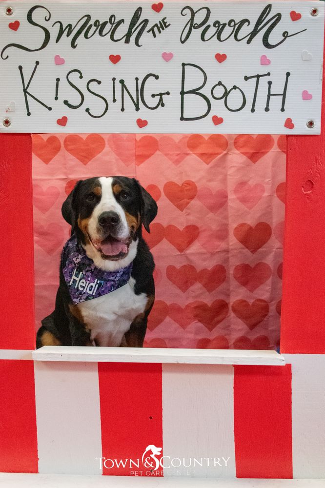 Town & Country Pet Care Center - pet boarding facility in Langhorne, PA