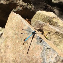 Tamborine Rainforest Skywalk - Blue dragonfly.