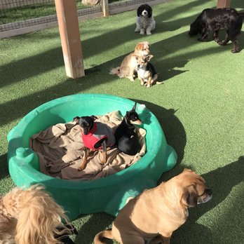 Cottonwood Kennels - Pet Boarding Near Me - Boulder, Colorado