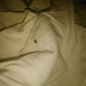 Stony Island Motel - I stayed in room 50 last night and got bit by a bed bug and the manager is avoiding me trying not to refund my money. - Hotels Near Me - Chicago, Illinois Stony Island Motel - I stayed in room 50 last night and got bit by a bed bug and the manager is avoiding me trying not to refund my money. - Hotels Near Me - Chicago, Illinois