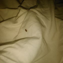 Stony Island Motel - I stayed in room 50 last night and got bit by a bed bug and the manager is avoiding me trying not to refund my money.