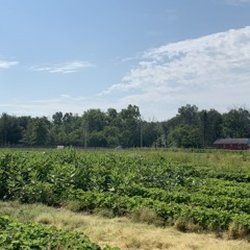 Bonacorsi Family Farm - Easily walkable -- some of the strawberry fields are a very short walk, depending on the time of the season
