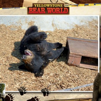 Yellowstone Bear World - Cub - Zoos Near Me - Rexburg, Idaho Yellowstone Bear World - Cub - Zoos Near Me - Rexburg, Idaho