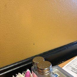 Fruit fly on wall Fruit fly on wall