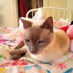 Humane Society of Rome - Gus was rescued on whitesboro st 2 yrs ago