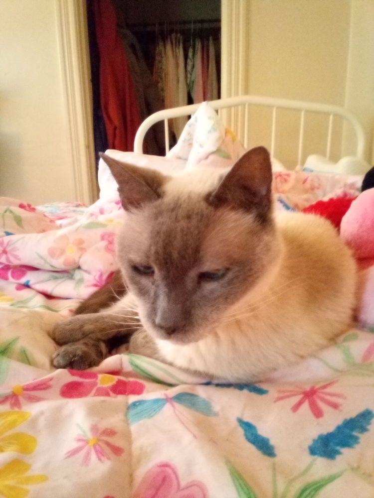 HUMANE SOCIETY OF ROME Updated October 2024 6247 Lamphear Rd, Rome