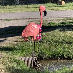 "Mingo" is short for flamingo!