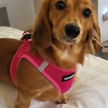 Sweet Tails Pet Sitting - Dog Walkers Near Me Sweet Tails Pet Sitting - Dog Walkers Near Me