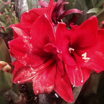 IKEA - Real/ fake plants are located on the bottom floor - Home Decor Near Me - San Diego, California IKEA - Real/ fake plants are located on the bottom floor - Home Decor Near Me - San Diego, California