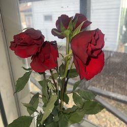 Jerry's Roses - Roses
